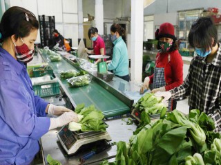 Chuỗi liên kết sản xuất tiêu thụ nông sản: “Chìa khóa” thúc đẩy tăng trưởng