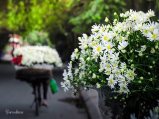 Cúc họa mi khoe sắc trên đường phố Hà Nội