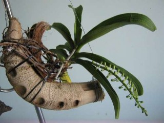Các loại gỗ trồng lan và cách ghép lan vào gỗ