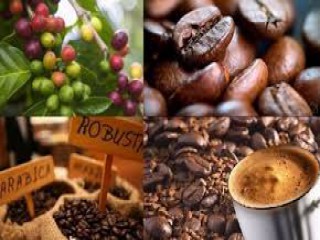 Giá cà phê hôm nay 18/11: Giữ nguyên mốc 34 triệu đồng/tấn trước vụ mới