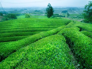 Tham quan đồi chè Ba Vì - trải nghiệm du lịch mới mẻ