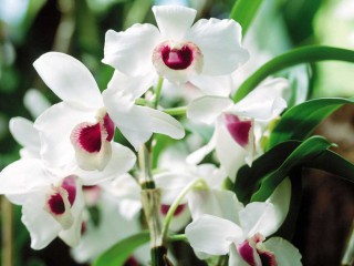 Những nét đặc trưng của lan rừng Việt Nam