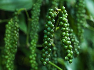 Giá tiêu hôm nay 1/12: Giao động trong khoảng 56.000 - 59.000 đồng/kg